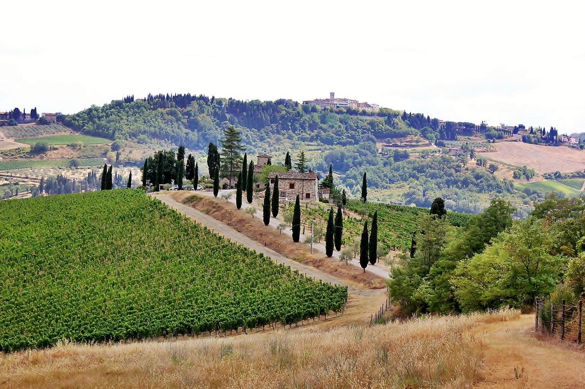 Colline del Chianti: vigneto e viale di cipressi verso la casa