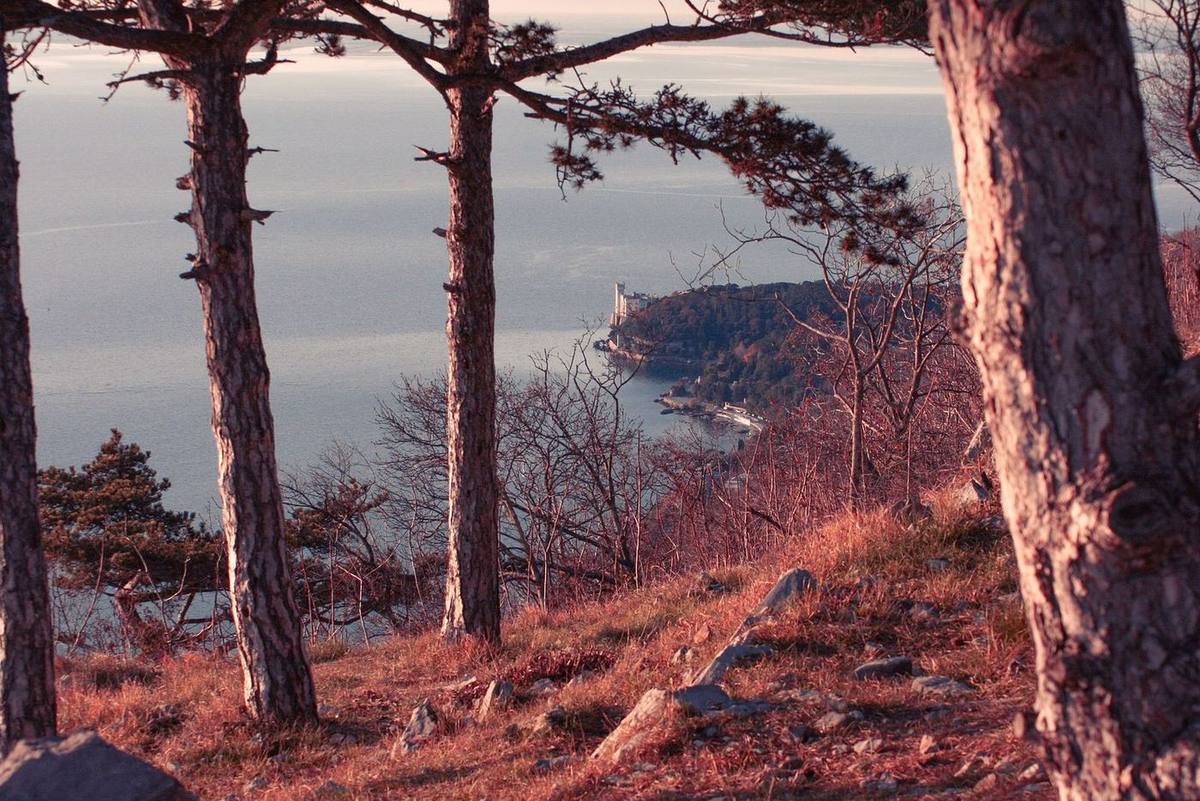 Pini a Miramare